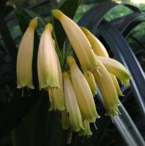 Clivia Gardenii var. "Yellow Blush"