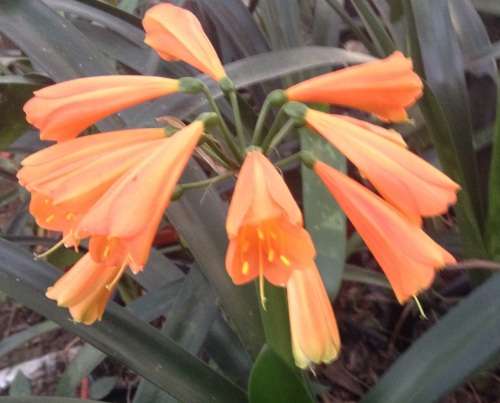 Clivia Interspecific....cross miniata x gardenii.....flowers mid winter