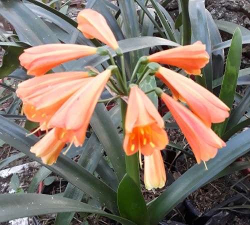 Clivia Interspecific....cross miniata x gardenii.....flowers mid winter