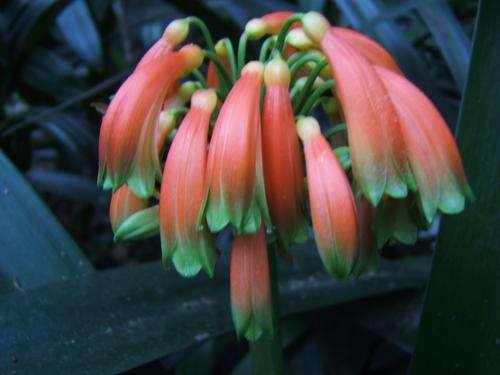 Clivia Caulescens....offsets