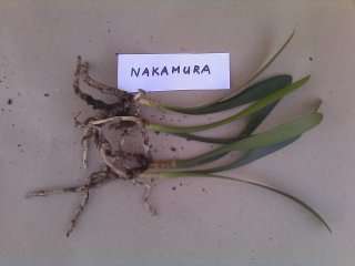 Nakamura yellow seedlings