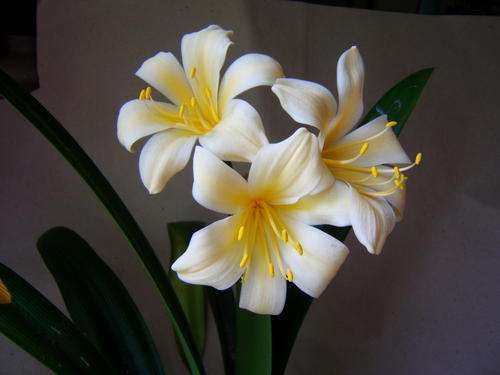 yellow clivia seedlings at macro wholesale
