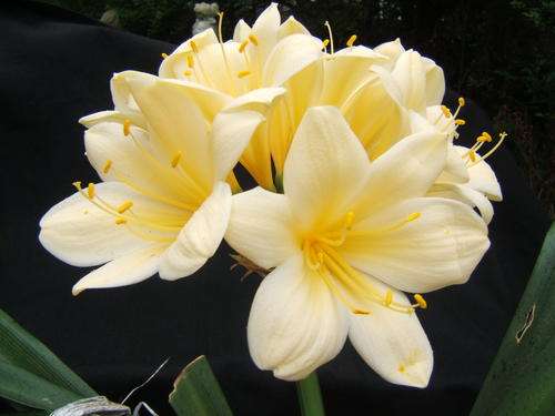 bargain yellow clivia seedlings