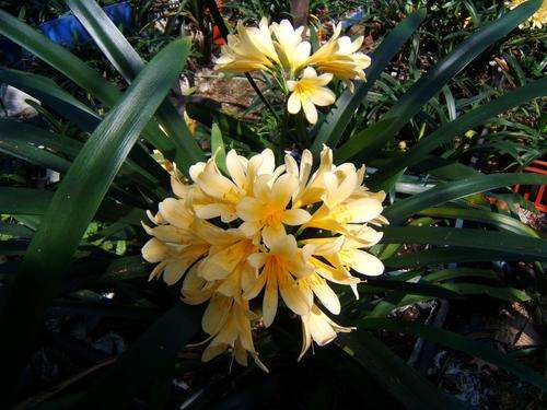 "Howick Yellow"....offsets from original plants found at bottom of Howick Falls