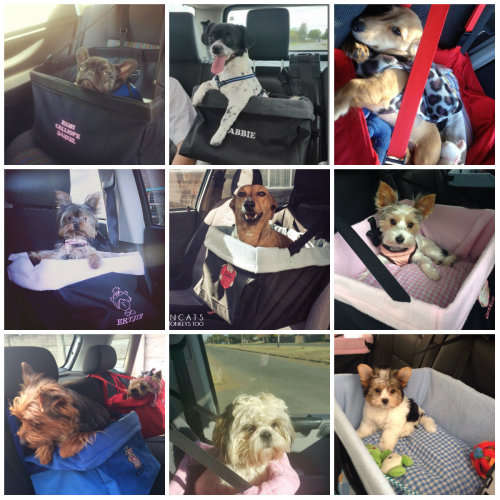 **WINTER SALE**X-large Seat bound/elevated Car Seat for your pets
