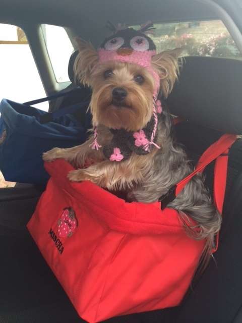 **WINTER SALE**X-large Seat bound/elevated Car Seat for your pets