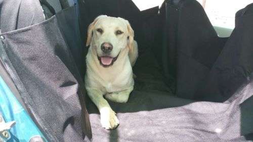 Pet car seat protector with sides