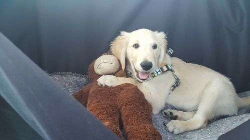 Pet car seat protector with sides