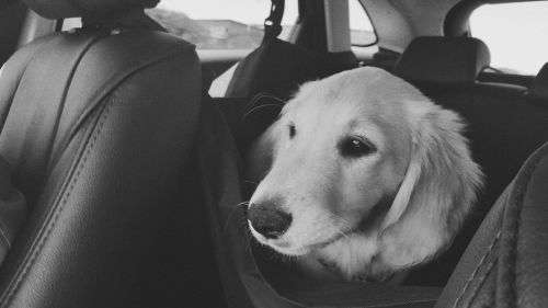 Pet car seat protector with sides