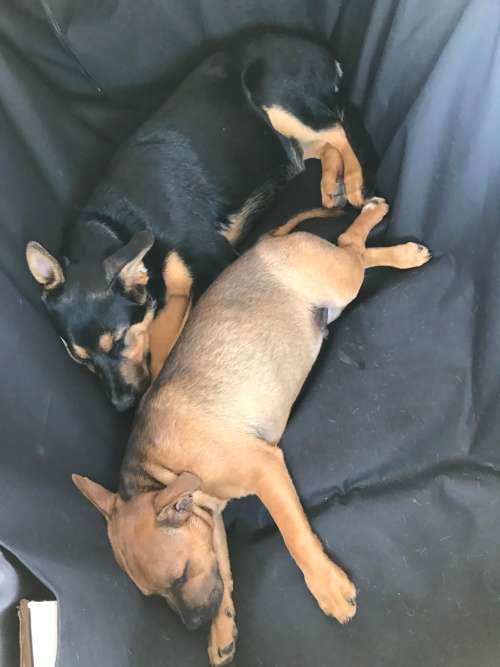 Pet car seat protector with sides