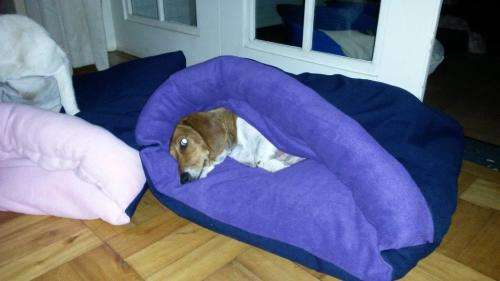 **WINTER SALE**Snug as a bug dog bed
