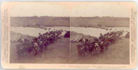 Stereoscope Picture Depicting Captured Boer Oxen Crossing Modder River