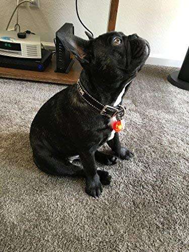 Dog Puppy Pet Collar Pendant LED Safety Clip-On Night Light Flashing