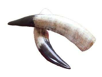Nguni Cow Horn