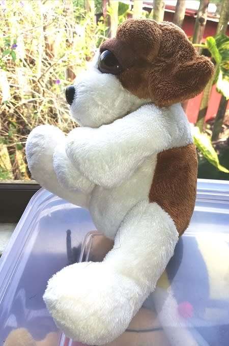 Ajax the Puppy dog!  Plush Soft Toy with big Peepers!