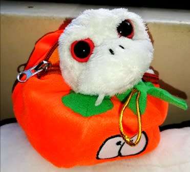 Happy Halloween! "Big Head" Turtle with Fangs and "Scary" looking Pumpkin!