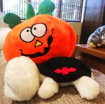 Happy Halloween! "Big Head" Turtle with Fangs and "Scary" looking Pumpkin!