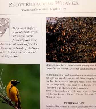 Attracting Birds to your Garden in Souther Africa by Roy Trendler Lex Hes. Large Hardcover.