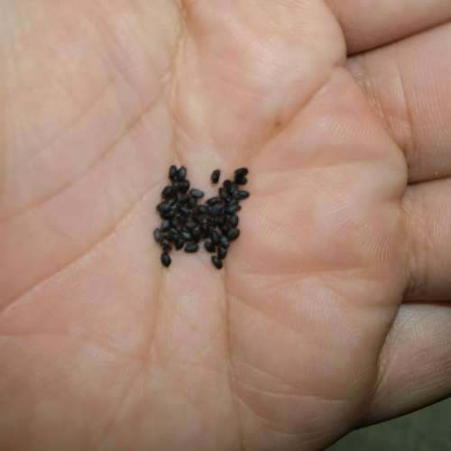 Basil Fogli Di Gioggi Organic - 50 Seeds