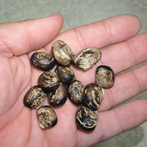 Bean Black Velvet Organic - 10 Seeds