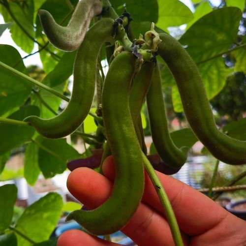 Bean Black Velvet Organic - 10 Seeds