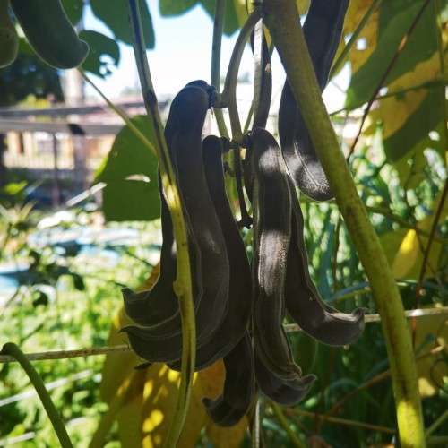 Bean Black Velvet Organic - 10 Seeds