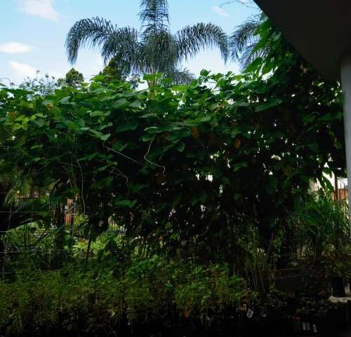 Bean Black Velvet Organic - 10 Seeds