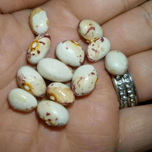 Bean Cape Sugar Pole Organic - 10 Seeds