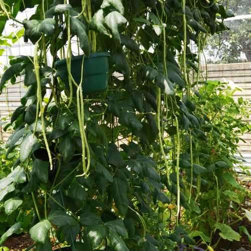 Bean Thai Chinese Yard Long Organic - 50 Seeds