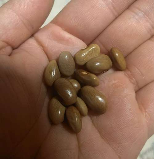 Bean Kentucky Wonder Pole Organic - 10 Seeds