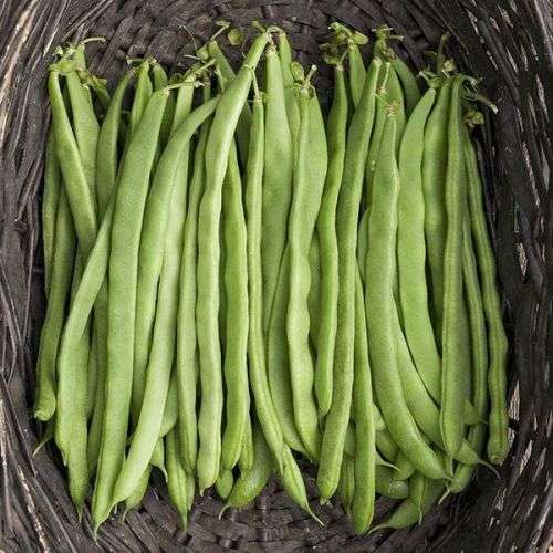 Bean Kentucky Wonder Pole Organic - 10 Seeds