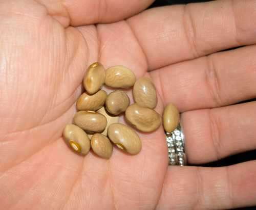 Bean Kentucky Wonder Pole Organic - 10 Seeds
