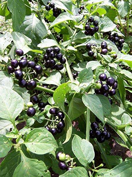 Black Garden Huckleberry Organic - 15 Seeds
