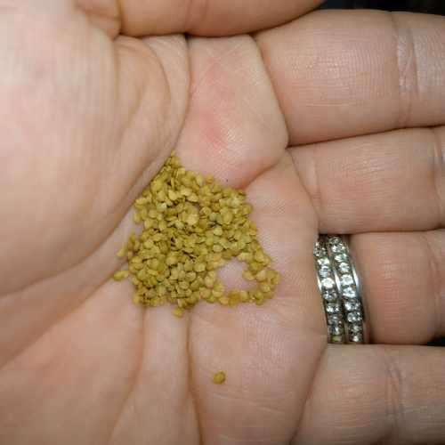 Black Garden Huckleberry Organic - 15 Seeds