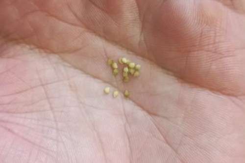 Black Garden Huckleberry Organic - 15 Seeds