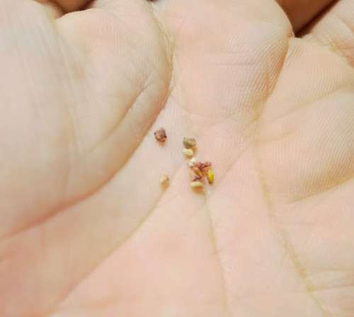 Raspberry - 10 Seeds