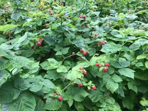 Raspberry - 10 Seeds
