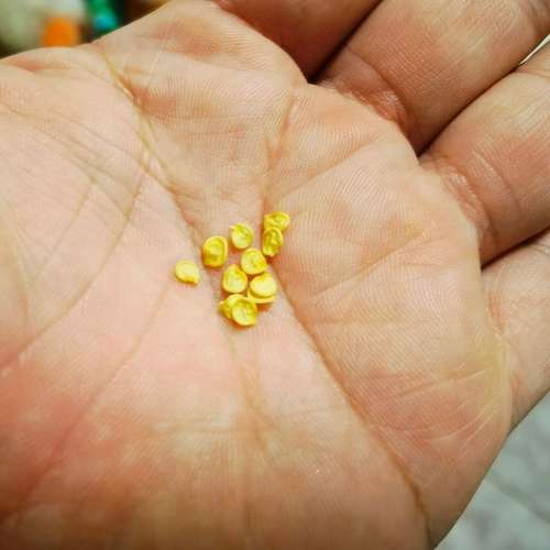 Chilli Black Hungarian Pepper Organic - 10 Seeds