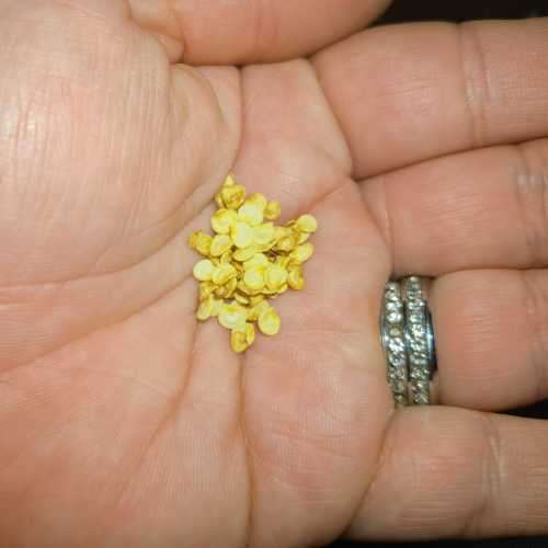 Chilli Black Hungarian Pepper Organic - 10 Seeds