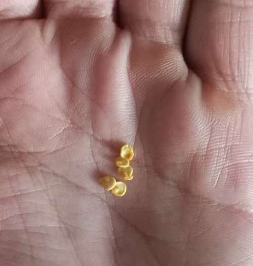 Carolina Reaper Chilli Pepper Red Organic - 5 Seeds (Buy 1 Get 1 Free)