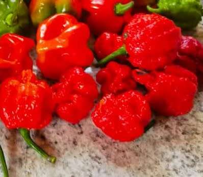 Chilli Carolina Reaper Red Organic - 10 Seeds