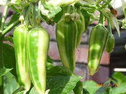 Chilli Pepper Fish Organic - 10 Seeds