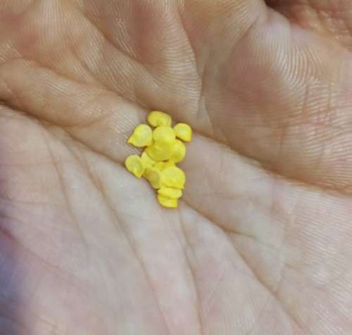 Chilli Pepper Fish Organic - 10 Seeds