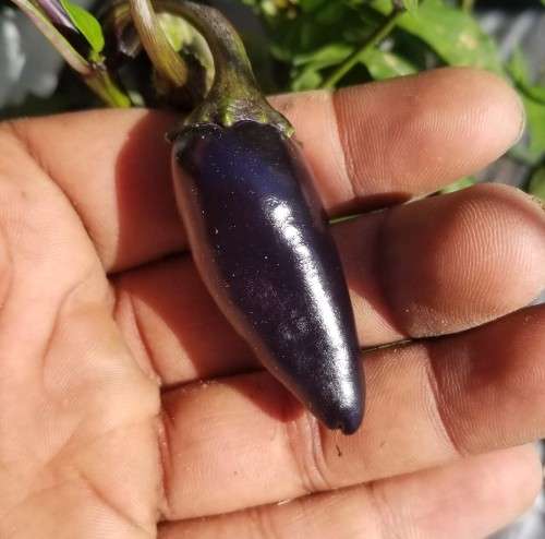 Chilli Pepper Purple Jalapeno Organic - 10 Seeds