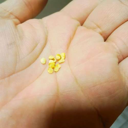 Chilli Pepper Purple Jalapeno Organic - 10 Seeds