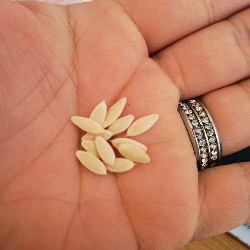 Cucumber Ashley Organic - 10 Seeds