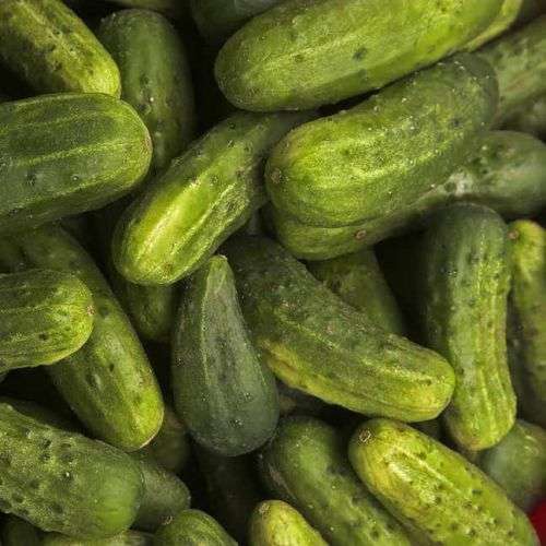 Cucumber Pickling Organic - 10 Seeds