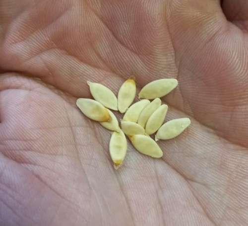 Cucumber Pickling Organic - 10 Seeds