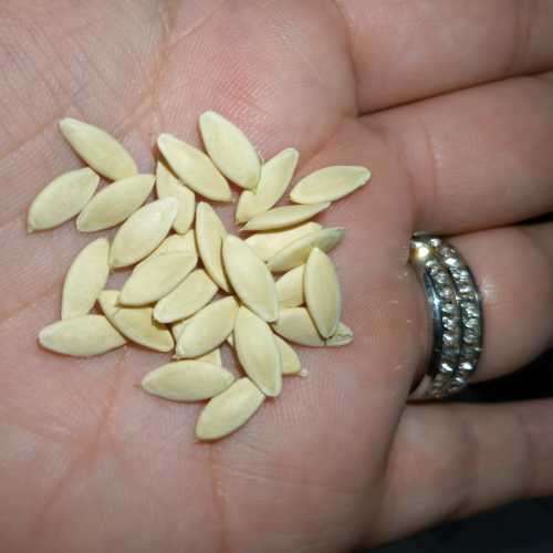 Cucumber White Wonder Organic - 10 Seeds