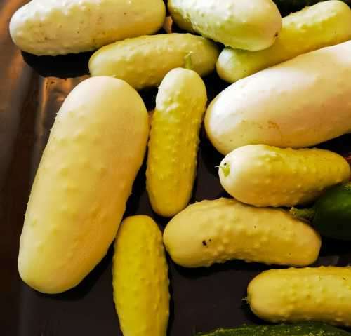 Cucumber White Wonder Organic - 10 Seeds